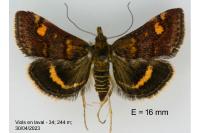 Pyrausta aurata