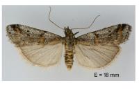 Acrobasis centunculella