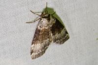 Tetheella fluctuosa