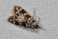 Eudonia delunella