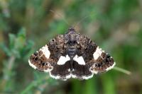 Tyta luctuosa