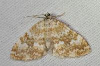 Perizoma flavofasciata