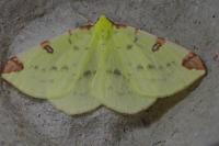 Opisthograptis luteolata