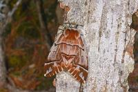 Endromis versicolora