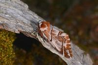 Endromis versicolora