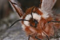 Endromis versicolora