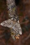 Biston strataria