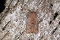 Orthosia cerasi
