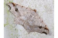 Macaria alternata