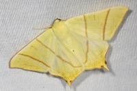Ourapteryx sambucaria