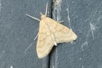 Paracorsia repandalis