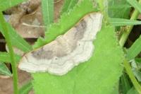 Idaea degeneraria