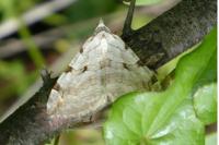 Aplocera plagiata