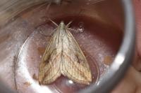 Evergestis forficalis
