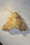 Odontopera bidentata