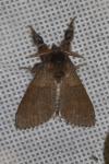 Calliteara pudibunda