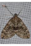 Thera britannica/variata