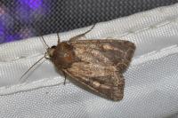 Lacanobia oleracea