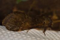 Notodonta dromedarius