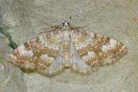 Perizoma flavofasciata