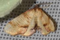 Plagodis dolabraria