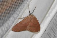 Hylaea fasciaria