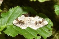 Ligdia adustata