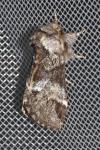 Drymonia dodonaea