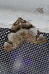 Anticlea derivata