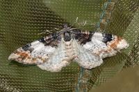 Catarhoe cuculata