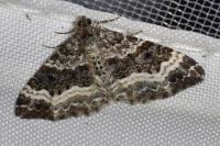 Epirrhoe alternata
