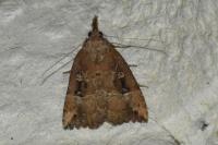 Hypena rostralis