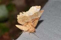 Selenia lunularia
