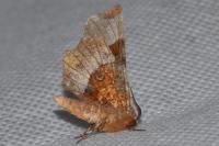 Selenia tetralunaria
