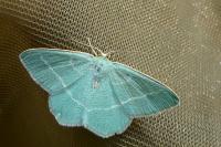 Chlorissa viridata