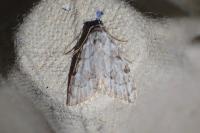 Nola confusalis