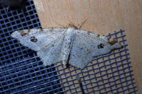 Macaria notata