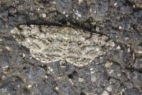 Peribatodes rhomboidaria rhomboidaria