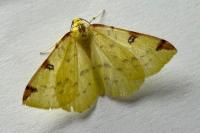 Opisthograptis luteolata