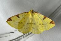 Opisthograptis luteolata