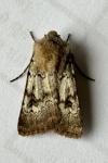 Agrotis cinerea
