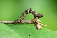 Phigalia pilosaria