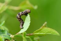Phigalia pilosaria