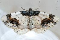 Ligdia adustata