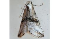 Zebeeba falsalis
