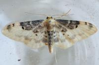 Idaea filicata