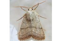 Charanyca trigrammica