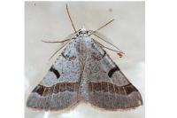 Itame vincularia