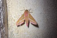 Deilephila elpenor