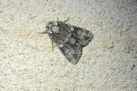 Craniophora ligustri